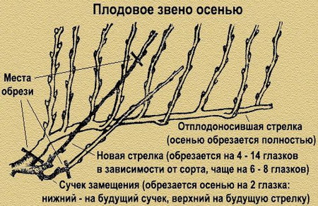 правила обрезки винограда в разное время года